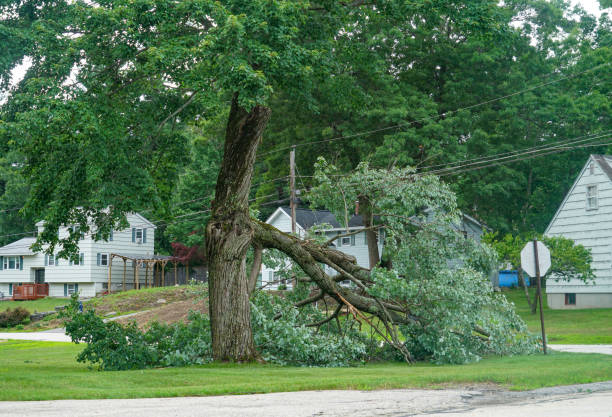 Trusted Valley Springs, CA  Tree Services Experts